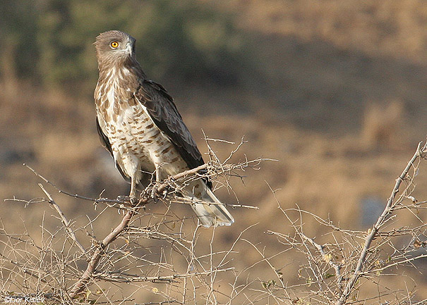    Short Toed Eagle  Circaetus gallicus           , , 2008,: 